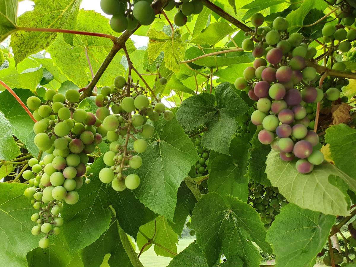 Grape House Kintai Апартаменты Kinty